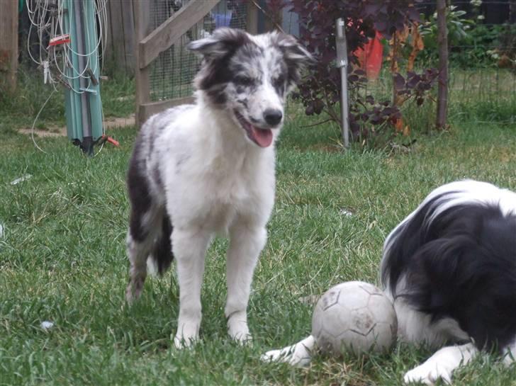 Border collie All Star Choice billede 10
