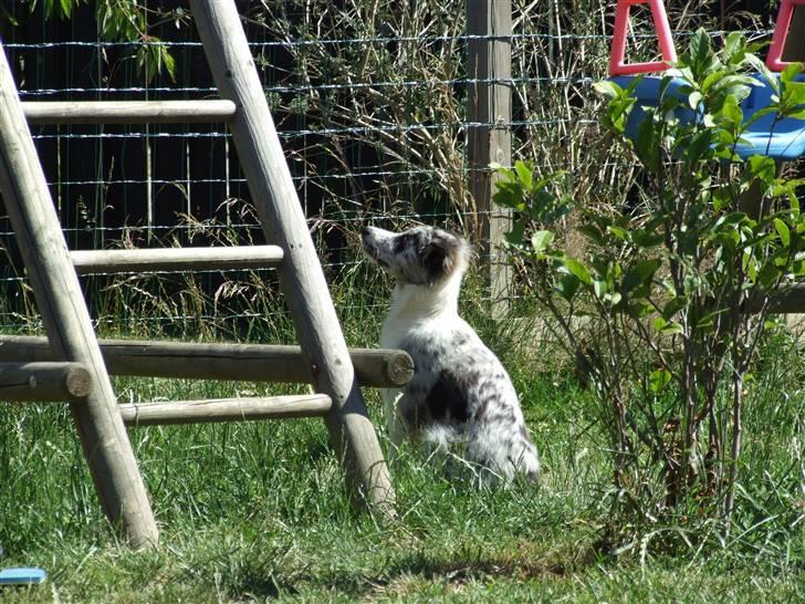 Border collie All Star Choice billede 11