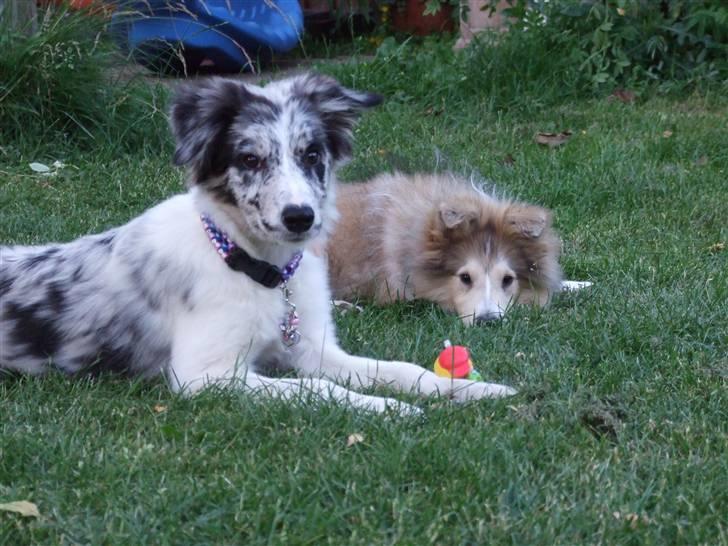 Border collie All Star Choice billede 12