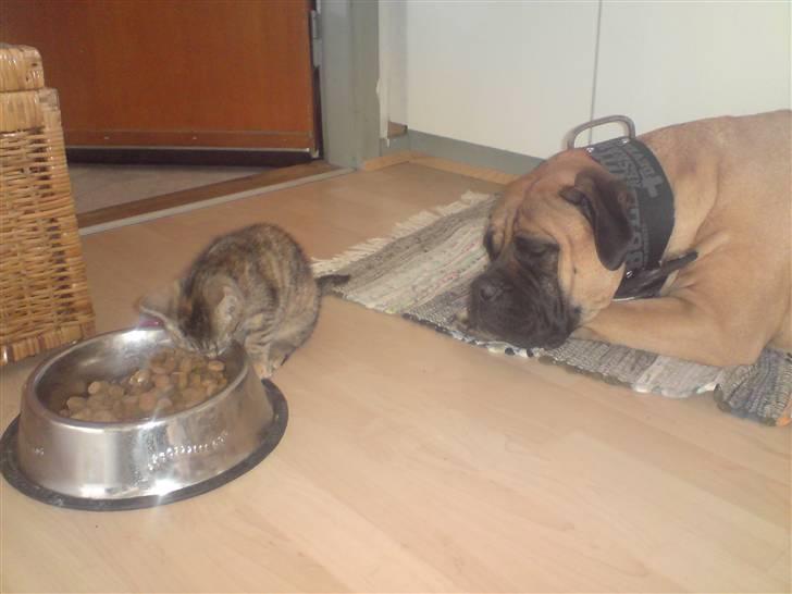 Bullmastiff cleopatra of mastiff. fie R.I.P. - ej øv, missen spiser alt min mad. :´(  billede 14