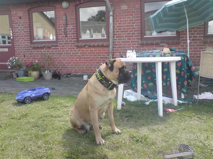 Bullmastiff cleopatra of mastiff. fie R.I.P. - så fik jeg nyt halsbånd af far fordi jeg blev for tynd til det gamle. køber snart et smallere. billede 15