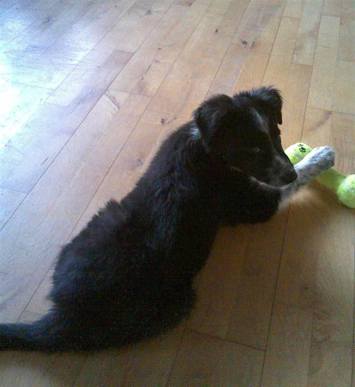 Border collie Harry billede 6