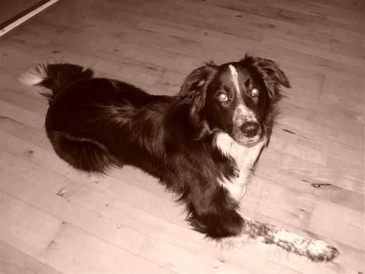 Border collie Harry billede 7
