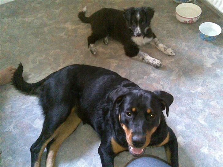 Border collie Harry billede 8