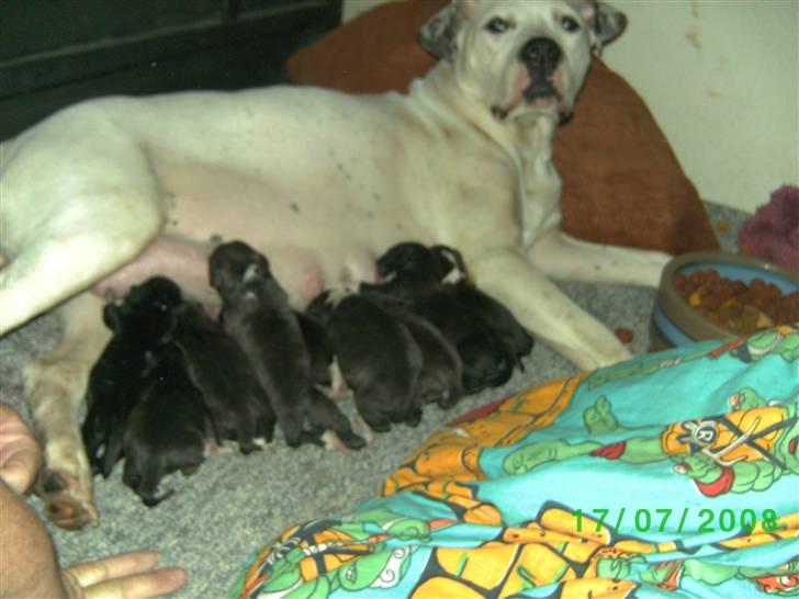 Amerikansk staffordshire terrier nicko - så er vores nicko blevet far igen hehe helle 12 hvalpe smil billede 9