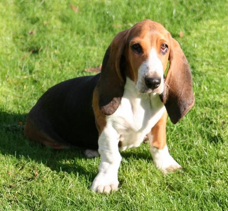 Basset artésien normand Bessie de Berénice billede 9