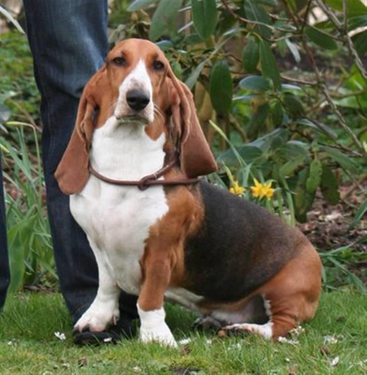 Basset artésien normand Bessie de Berénice - 1½ år  billede 10