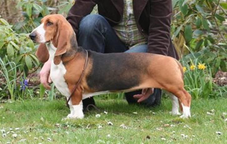 Basset artésien normand Bessie de Berénice billede 11