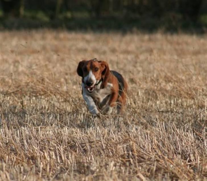 Basset artésien normand Bessie de Berénice billede 13