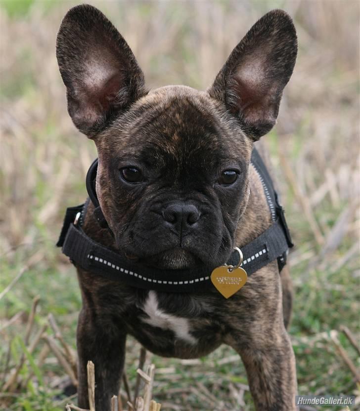 Fransk bulldog Ludvig - Jeg har ører så store som paraboler! ;)  Foto: Ina Rudbeck billede 2