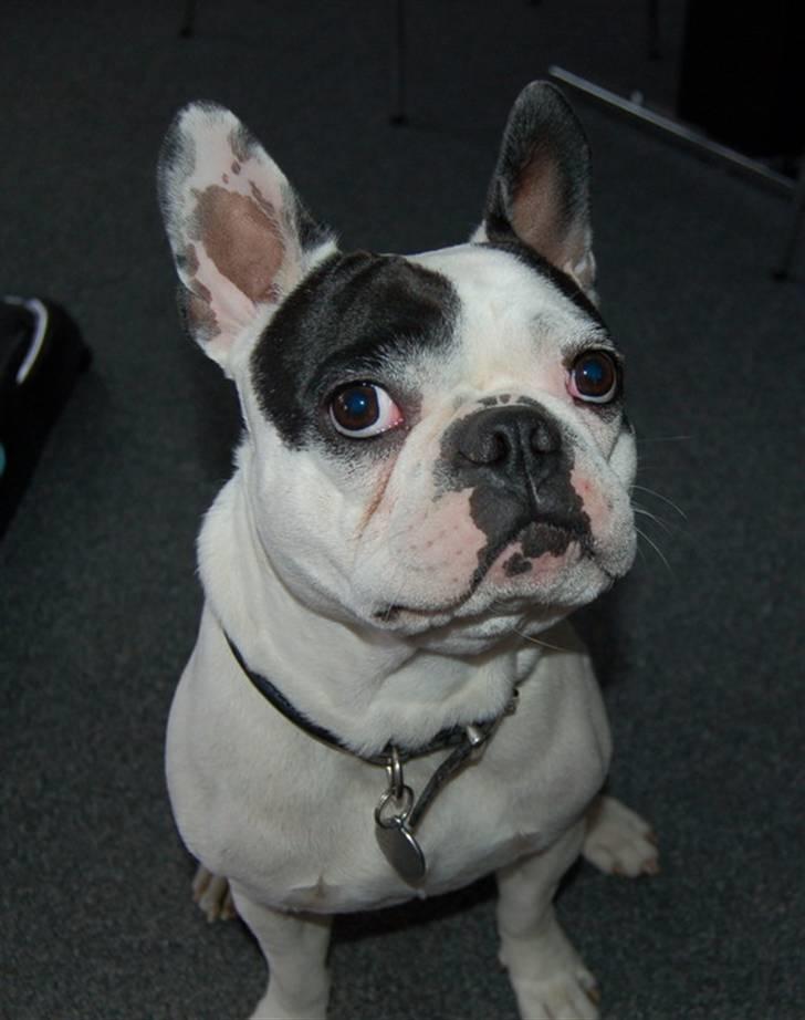 Fransk bulldog Cliff billede 20