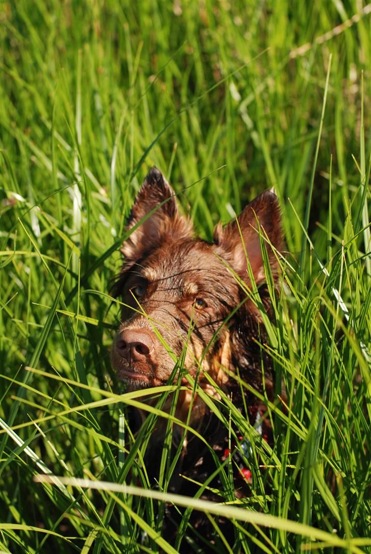 Blanding af racer Laika - Laika i det grønne billede 11