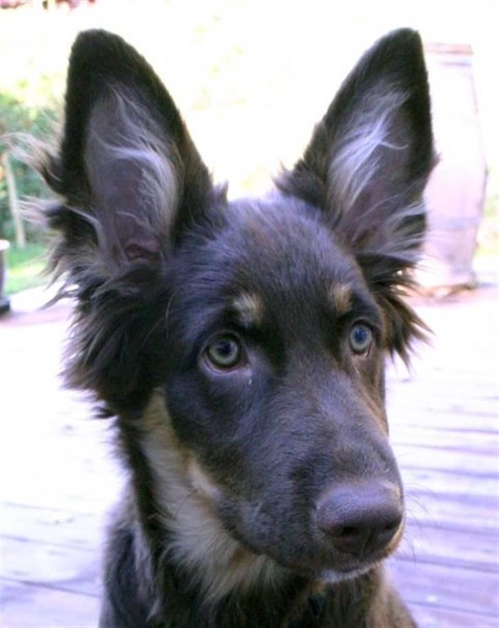 Blanding af racer Laika - Parabol-ører :] billede 12