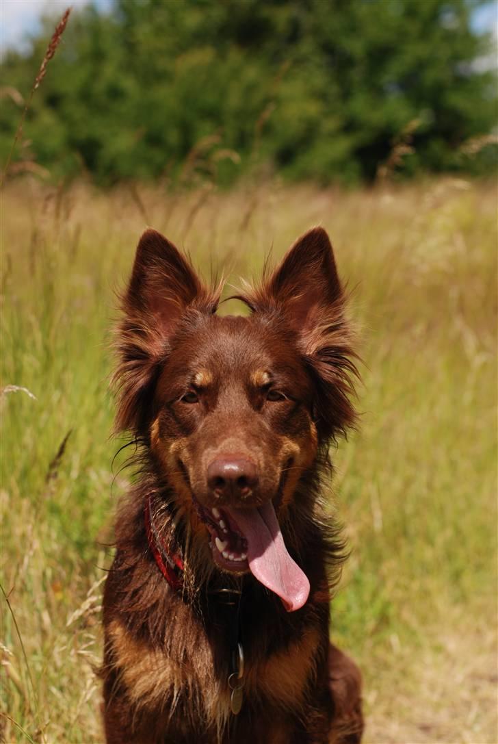 Blanding af racer Laika - Stadig/igen ude på Tippen billede 13