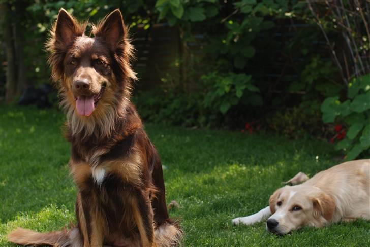 Blanding af racer Laika - Sammen med Rudy billede 14