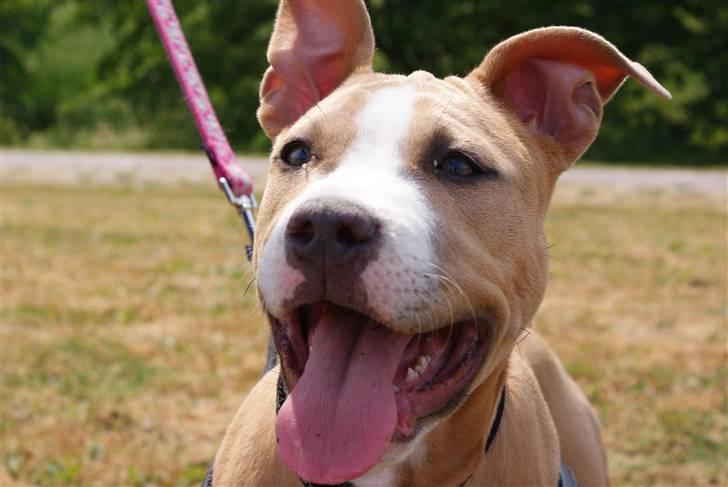 Amerikansk staffordshire terrier Freya billede 12