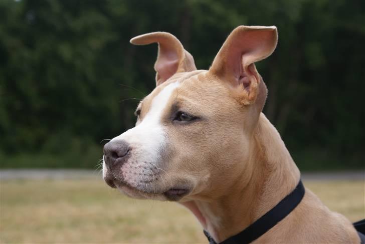 Amerikansk staffordshire terrier Freya billede 13
