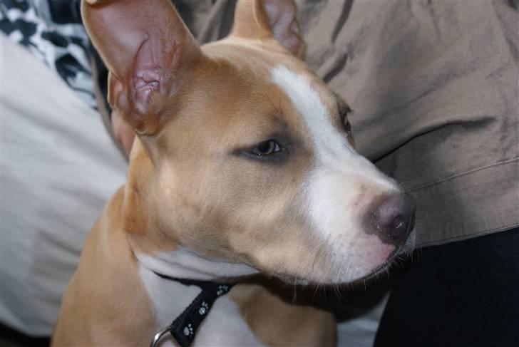 Amerikansk staffordshire terrier Freya billede 14