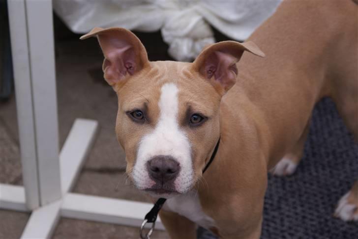 Amerikansk staffordshire terrier Freya billede 15