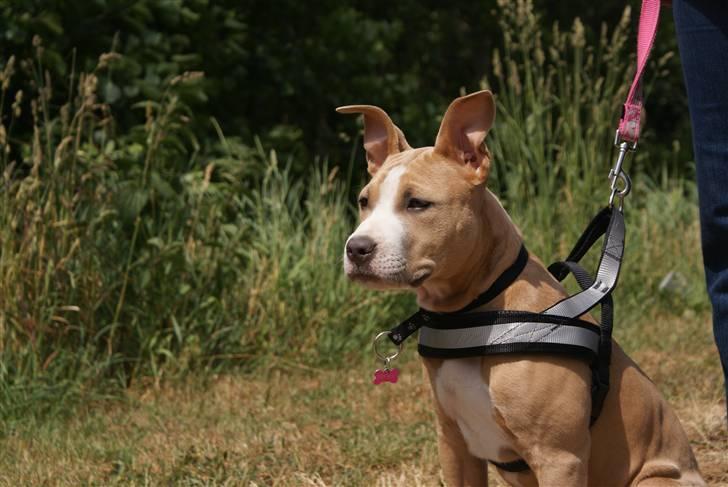 Amerikansk staffordshire terrier Freya billede 16