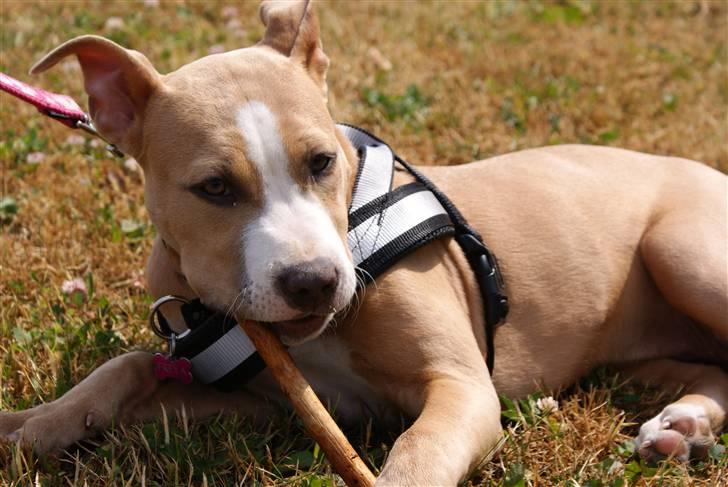 Amerikansk staffordshire terrier Freya billede 17