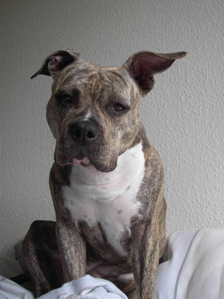 Amerikansk staffordshire terrier Abby (Grise Basse)  billede 1