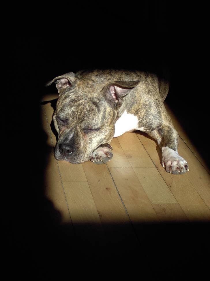 Amerikansk staffordshire terrier Abby (Grise Basse)  billede 2