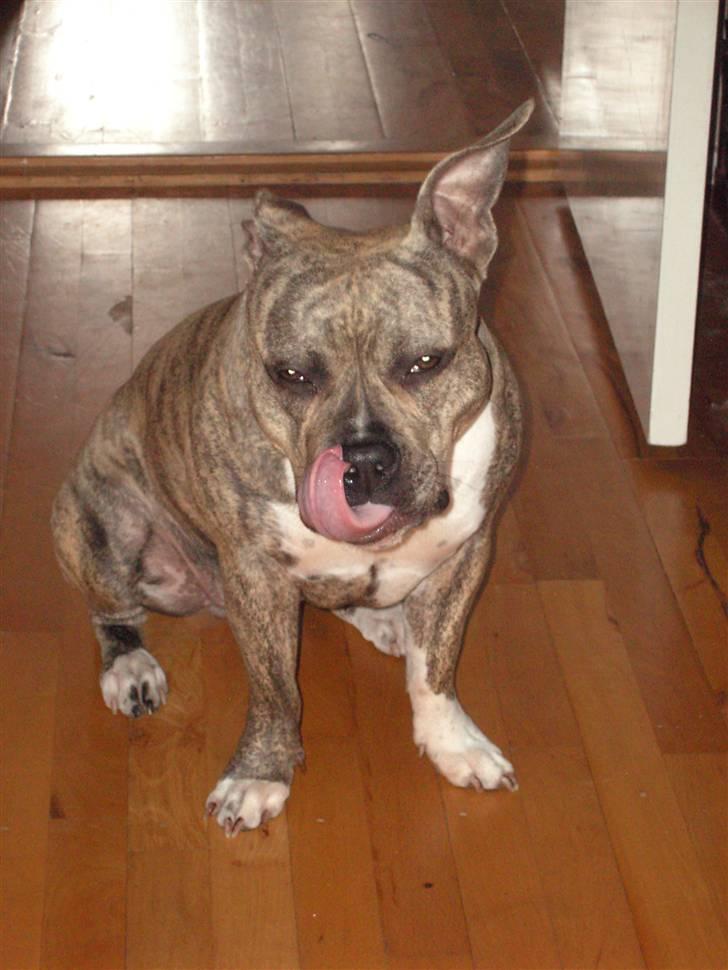 Amerikansk staffordshire terrier Abby (Grise Basse)  billede 3