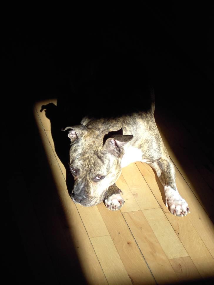 Amerikansk staffordshire terrier Abby (Grise Basse)  billede 4