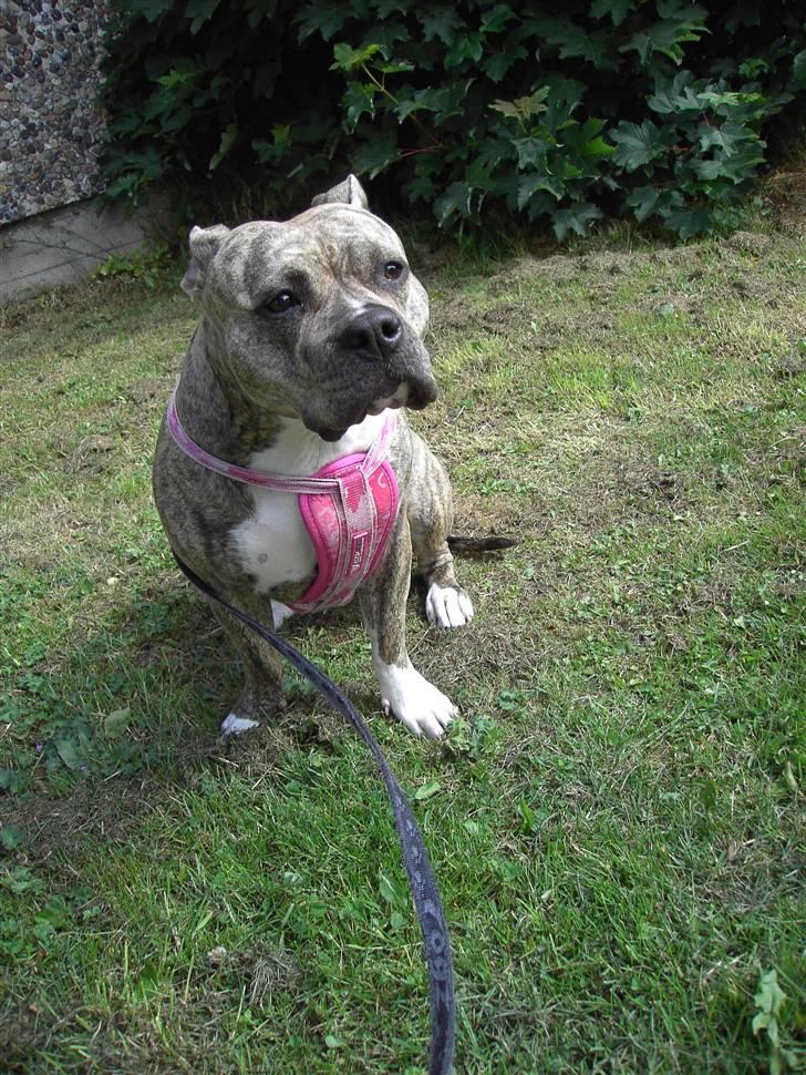 Amerikansk staffordshire terrier Abby (Grise Basse)  billede 6