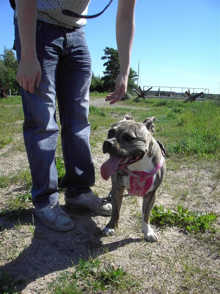 Amerikansk staffordshire terrier Abby (Grise Basse)  billede 7