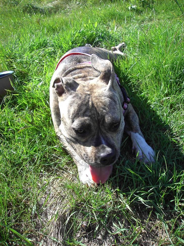 Amerikansk staffordshire terrier Abby (Grise Basse)  billede 8