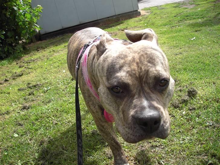 Amerikansk staffordshire terrier Abby (Grise Basse)  billede 10