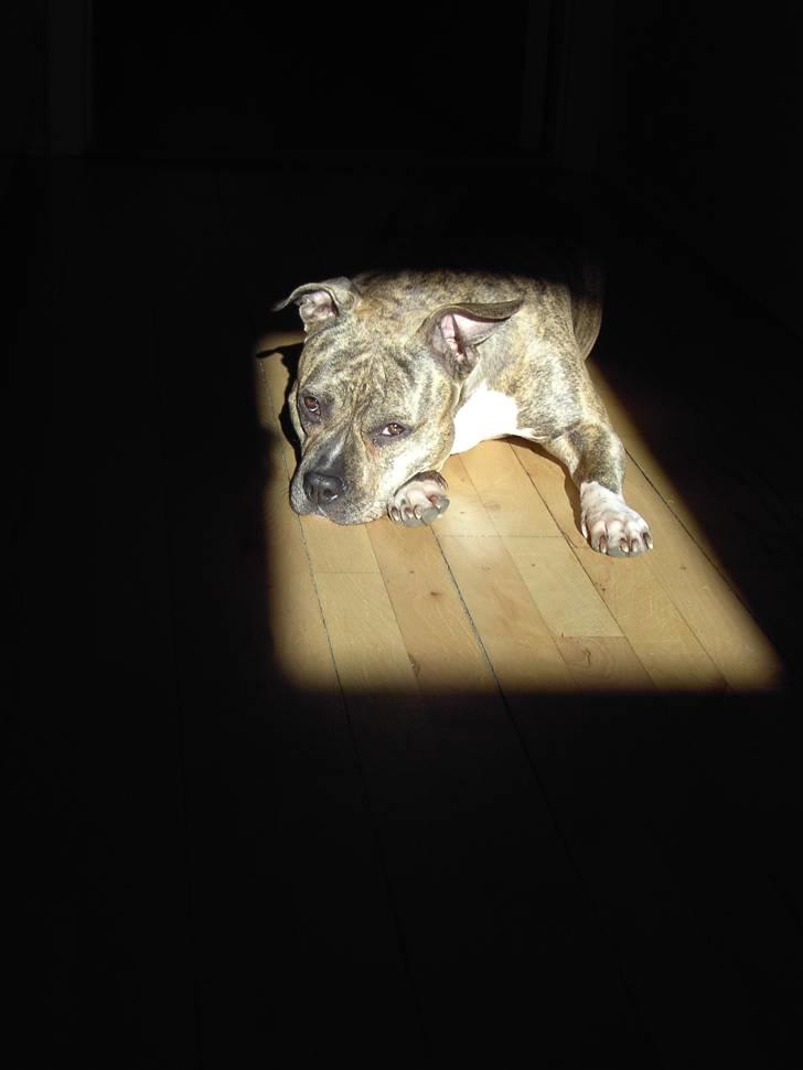 Amerikansk staffordshire terrier Abby (Grise Basse)  billede 15