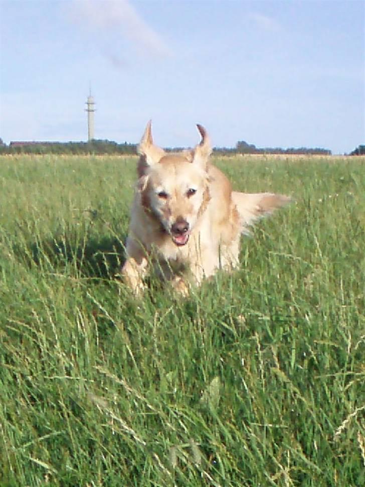 Golden retriever Caseih - Caseih i fuld fart billede 1
