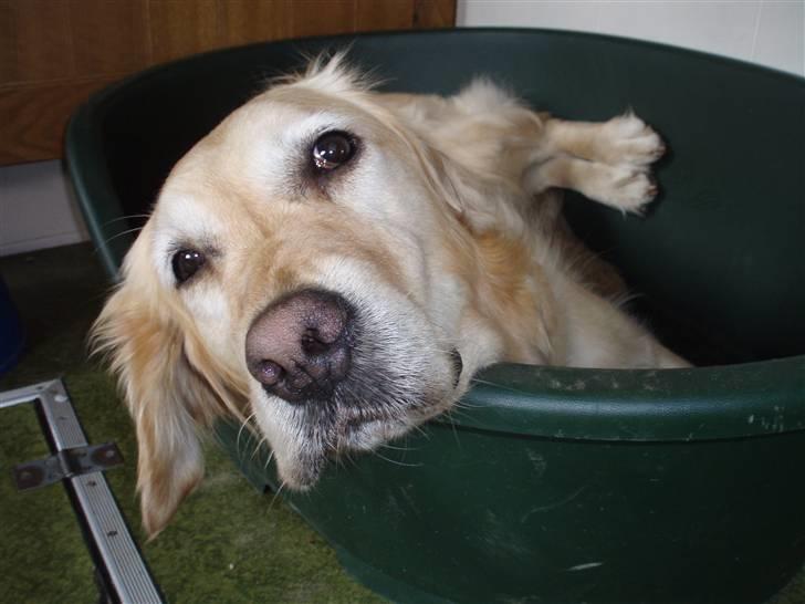 Golden retriever Caseih - Dejligt med en slapper i kurven billede 2