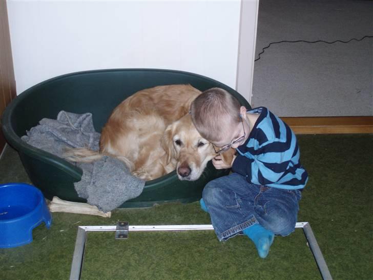 Golden retriever Caseih - Gode venner billede 3