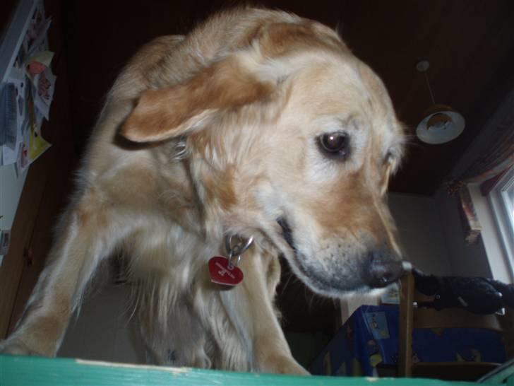 Golden retriever Caseih - Hvad laver du der nede??? billede 4