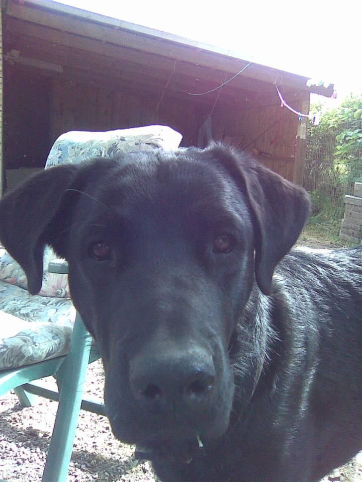 Blanding af racer Charlie billede 11