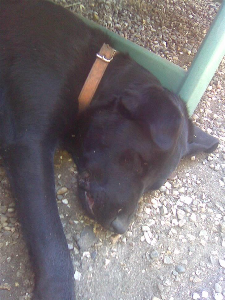 Blanding af racer Charlie billede 12