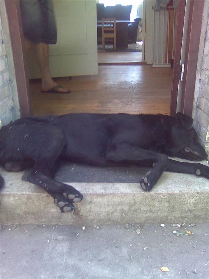 Blanding af racer Charlie billede 13