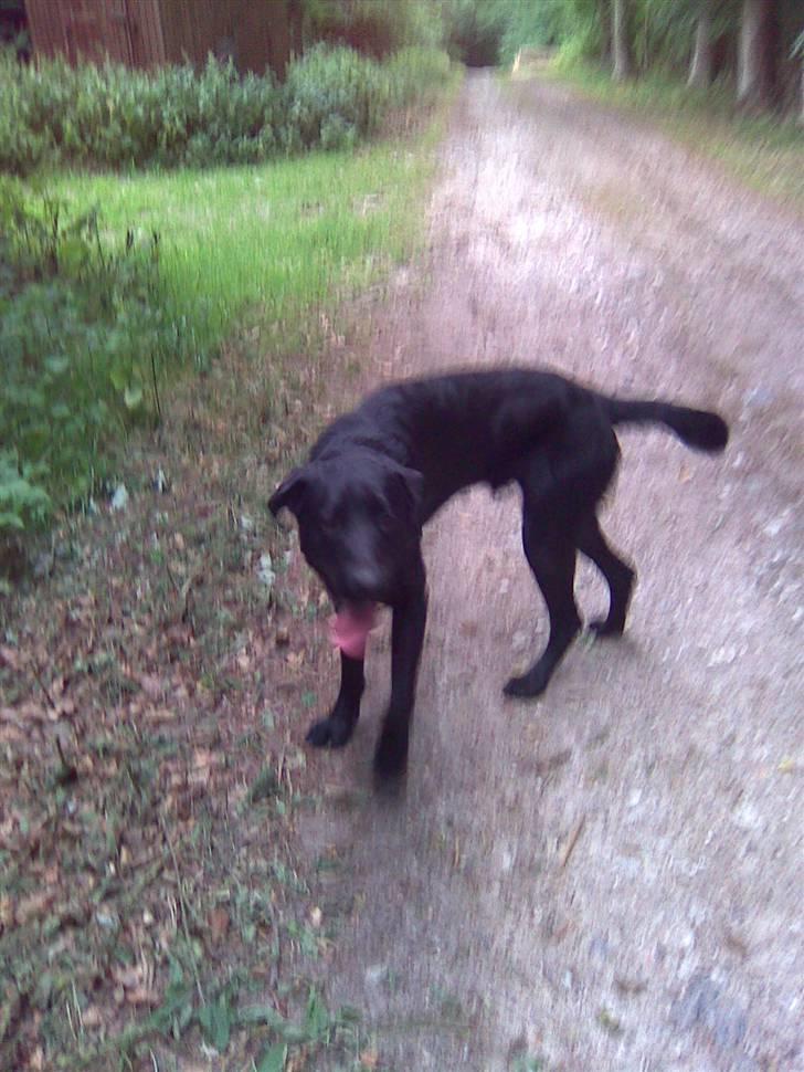 Blanding af racer Charlie billede 14