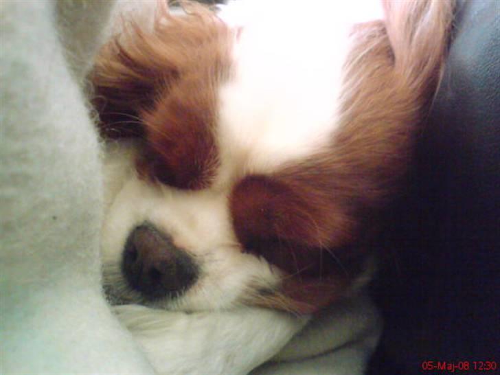 Cavalier king charles spaniel Herdis <3 billede 9