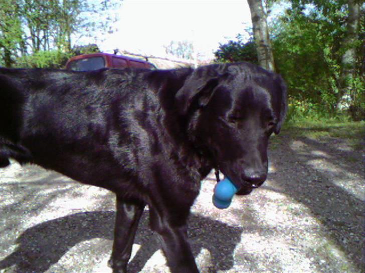 Blanding af racer Charlie billede 15