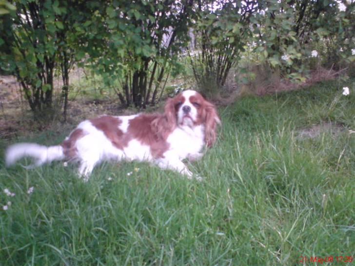 Cavalier king charles spaniel Herdis <3 billede 10
