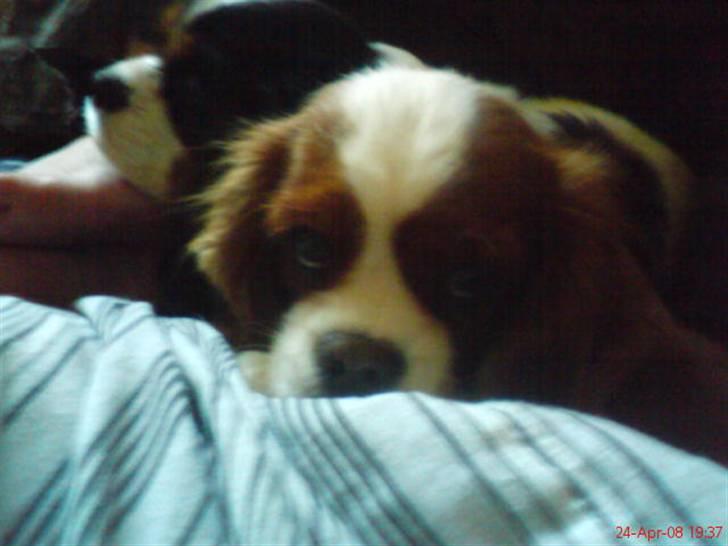 Cavalier king charles spaniel Herdis <3 billede 11