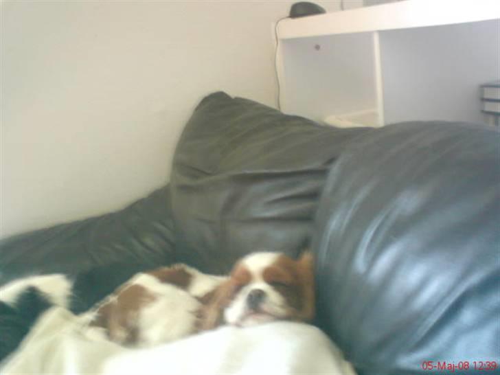 Cavalier king charles spaniel Herdis <3 billede 12