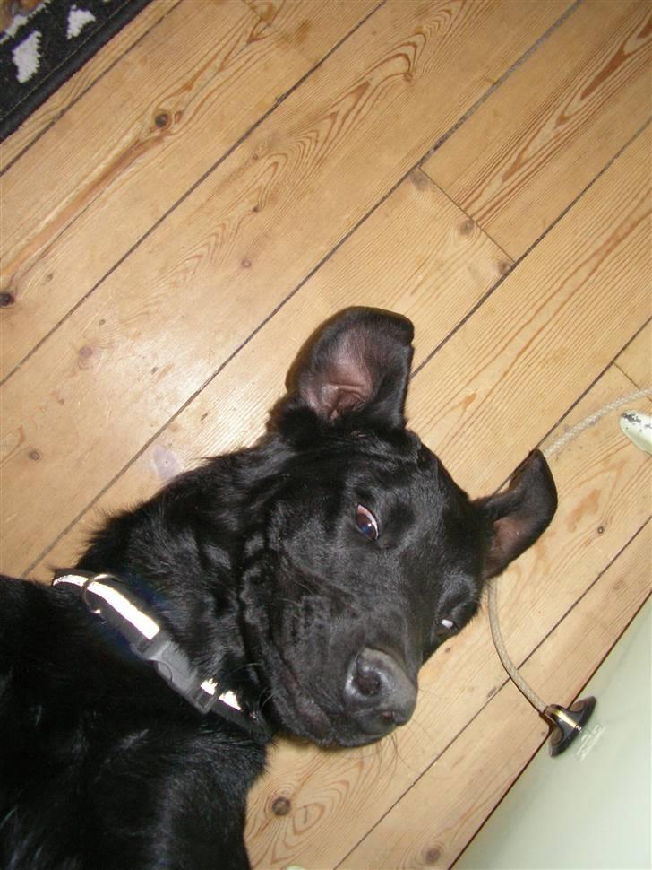 Blanding af racer Charlie billede 16