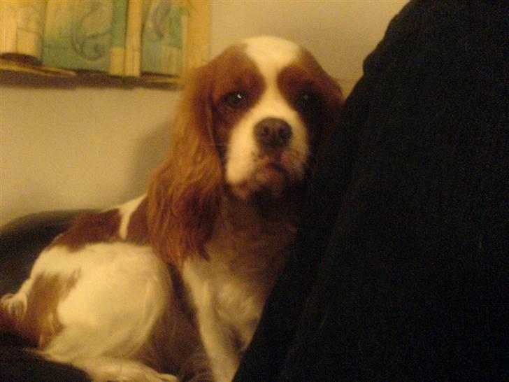 Cavalier king charles spaniel Herdis <3 billede 13