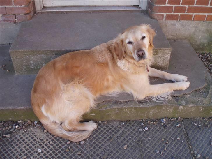 Golden retriever Caseih - Yndlingspladsen er bagtrappen billede 5